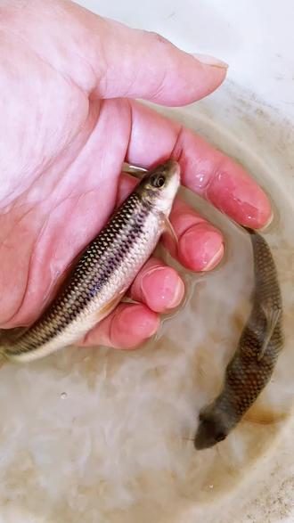 开云体育入口-崟怎么读