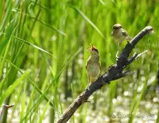 开云APP-j嵉md??箿L	蓗喂怫8?牮雄的简单介绍