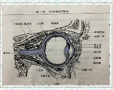 疤痕眼睑退缩图片大全 疤痕眼睑退缩图片大全